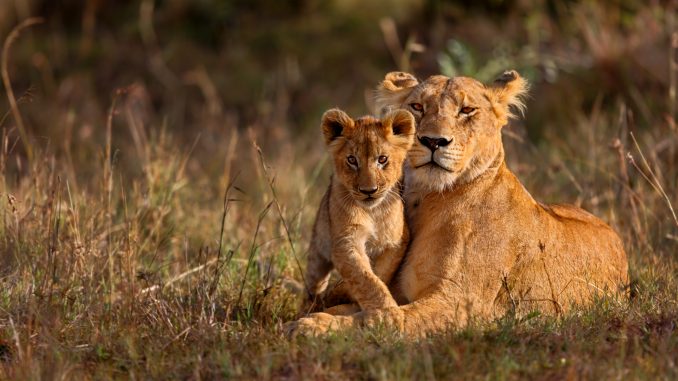 shutterstock_238384645