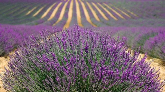 levandula