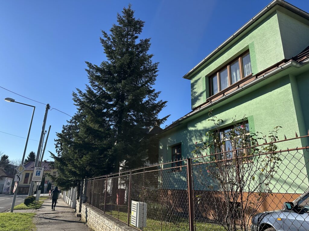 Vianočný stromček pribudne na Námestí SNP v Banskej Bystrici v sobotu 22. novembra
