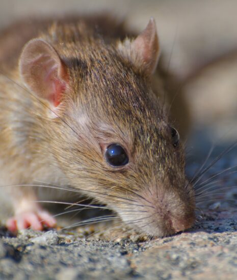 Jarná deratizácia sa začne v apríli_69b93fb78c777.jpeg