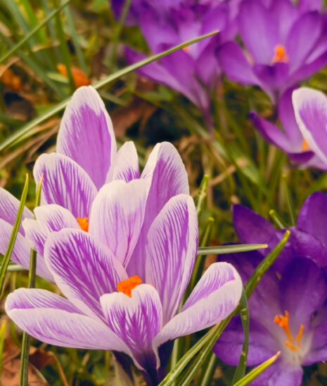 Košice sa obliekajú do jarných farieb, rozkvitne 157 000 kvetov, pribudnú aj nové stromy a kríky_69c16113bdb03.jpeg