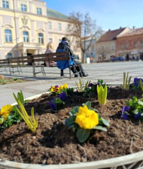 Mesto rozkvitne jarnými kvetmi_69bc1efed750a.jpeg