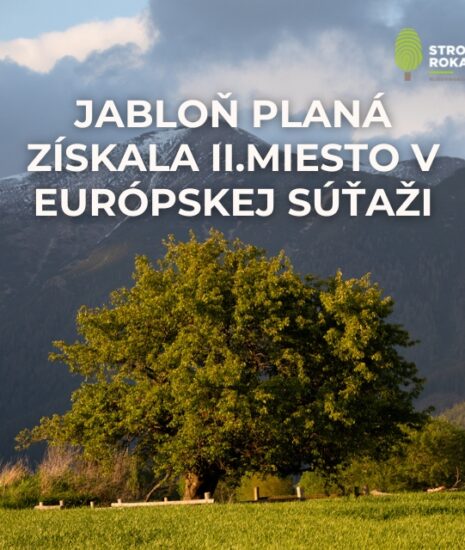 Slovenská jabloň sa vyníma medzi najkrajšími stromami Európy.  V súťaži Európsky strom roka 2026 získala 2. miesto._69c2f41620c86.jpeg