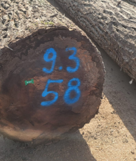 Rekord na dražbách dreva: orech čierny dosiahol historické cenové maximum _69de848770872.png