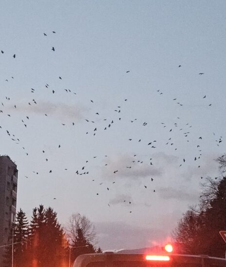 Žiadame o výnimku na plašenie havranov