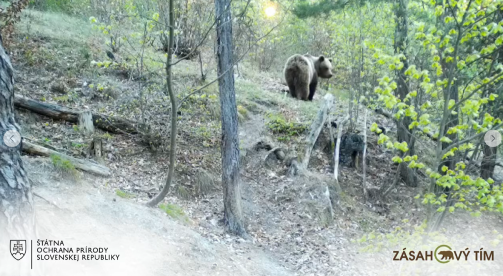 Na Urpíne sa pohybuje minimálne šesť medveďov