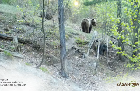 Na Urpíne sa pohybuje minimálne šesť medveďov