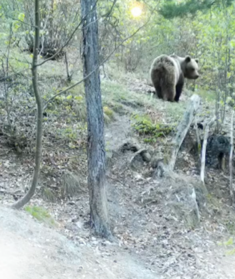 Na Urpíne sa pohybuje minimálne šesť medveďov