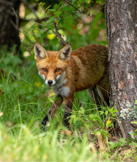 Odborníci upozorňujú na skryté hrozby a zdravotné riziká spôsobené výskytom líšok v obytnom prostredí Odborníci upozorňujú na skryté hrozby a zdravotné riziká spôsobené výskytom líšok v obytnom prostredí_6a219deeec2e7.png