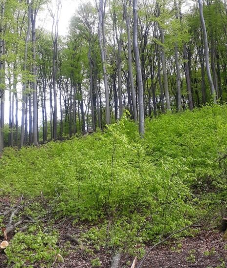 LESY SR: Ťažba dreva neznamená stratu lesa. Bratislavské lesy zostávajú lesmi pre ľudí LESY SR: Ťažba dreva neznamená stratu lesa. Bratislavské lesy zostávajú lesmi pre ľudí_6aac2e84c6e03.jpeg